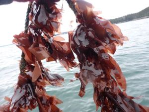 Seaweed-SeaGrant UMaine